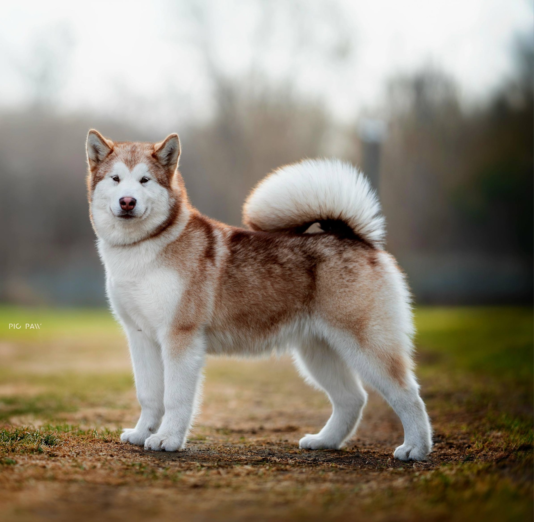 Alfa kończy Championat Polski Szczeniąt !