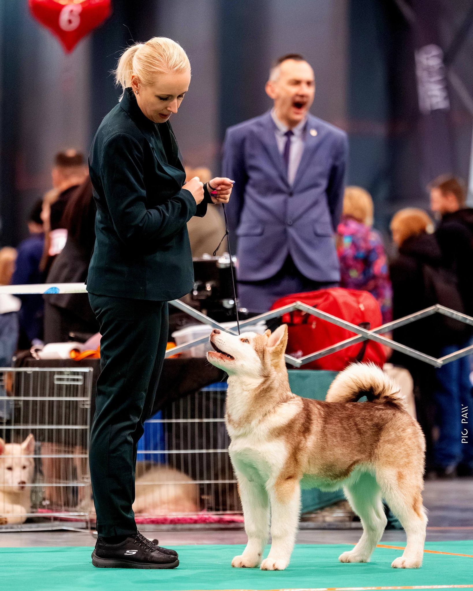 fenomenalny debiut Alfy na wystawach