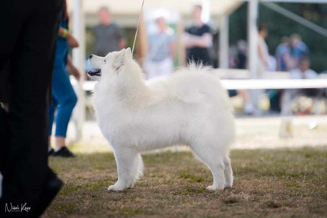 Kolejne sukcesy Arctic Challenge Poland FCI WERRA FOR WONDERLAND 