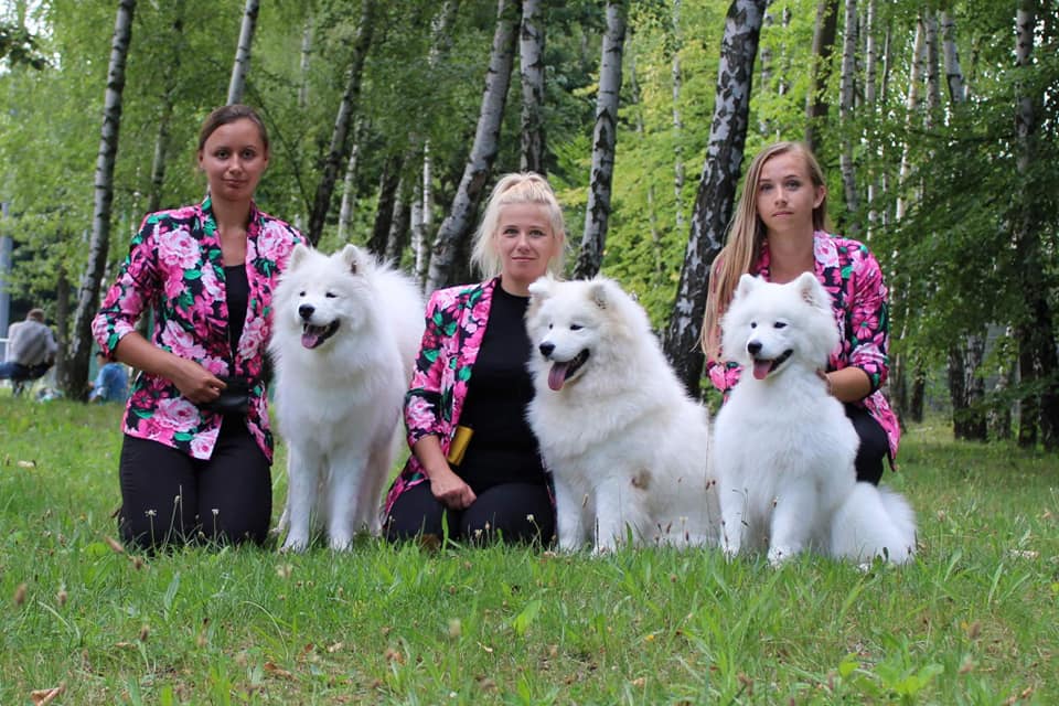 hodowla samoyed - hodowla psów rasy samoyed ZKwP / FCI