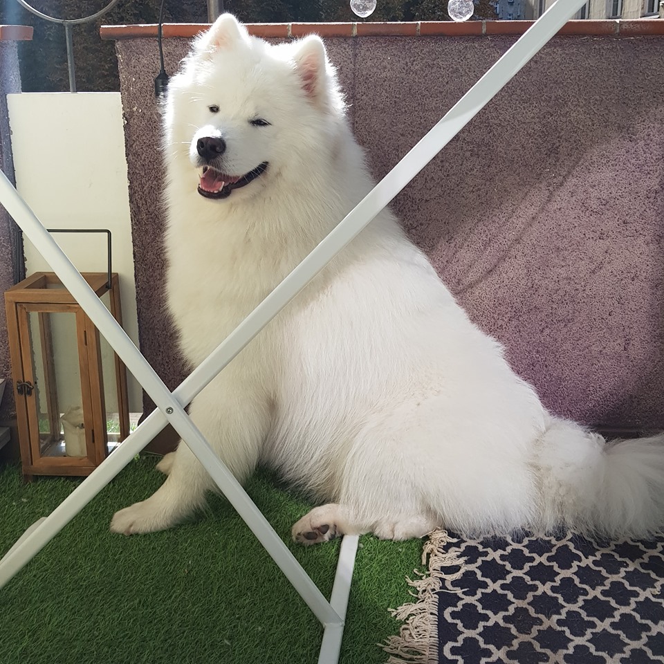 *DUCH* Arctic Challenge EVERYTHING ABOUT JEDI wygrywa brązowy medal na wystawie we Wrocławiu !