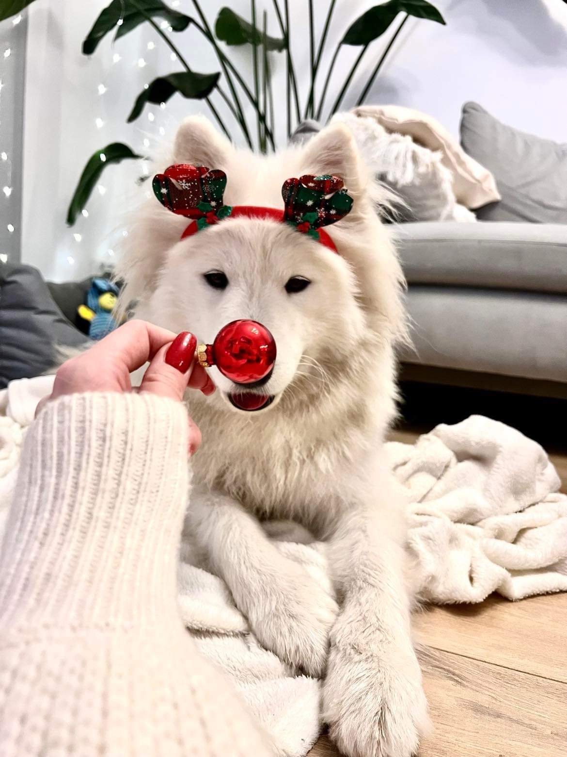 MIKOŁAJKI albo ..Mikołajka