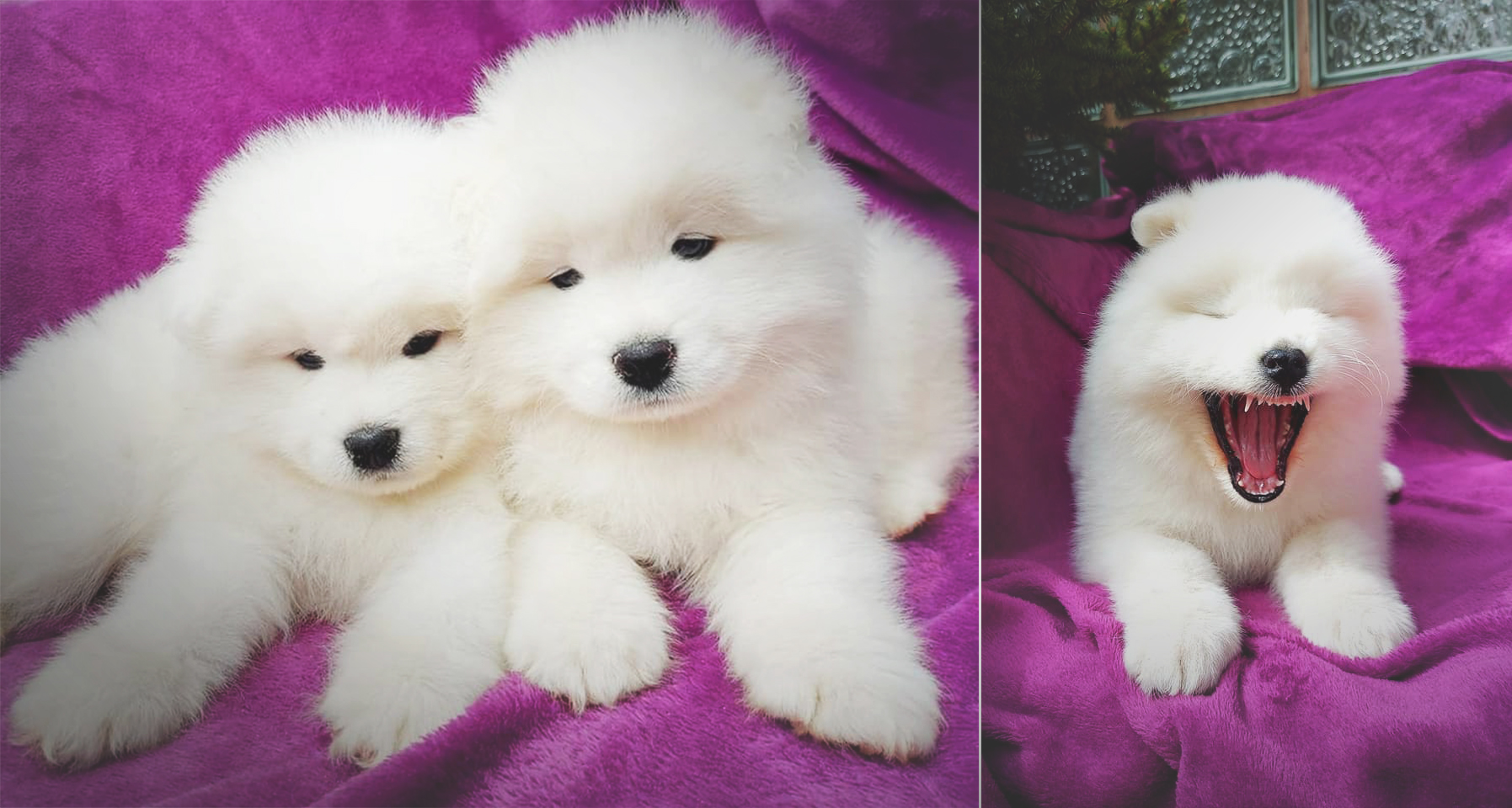 Żywienie Samoyeda - dodatki, suplementy dla psa i nie tylko!