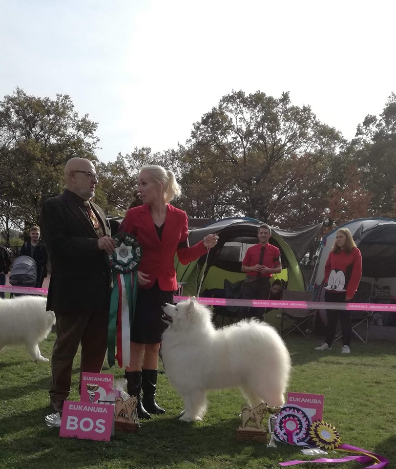 *XAMBA* Najlepszą Suczką Wystawy Klubowej w stawce 64 samoyedów!