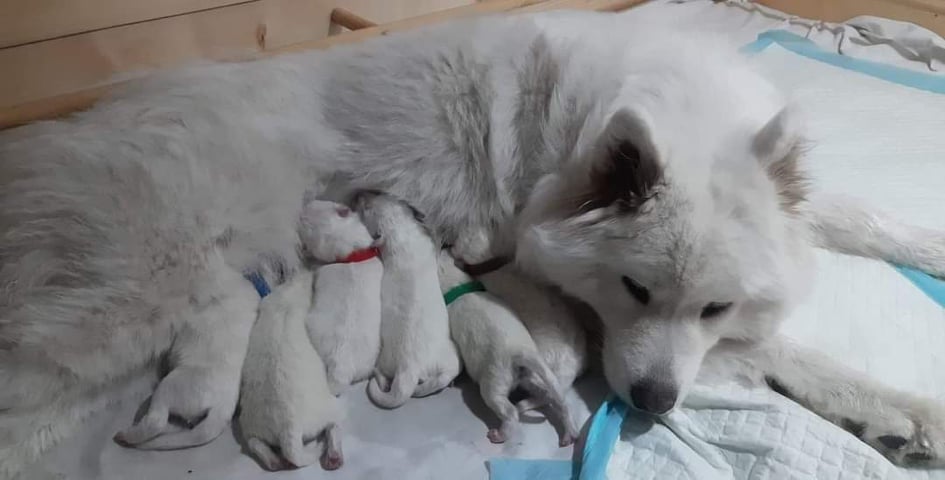 Samoyed i jego żywienie - suplementacja