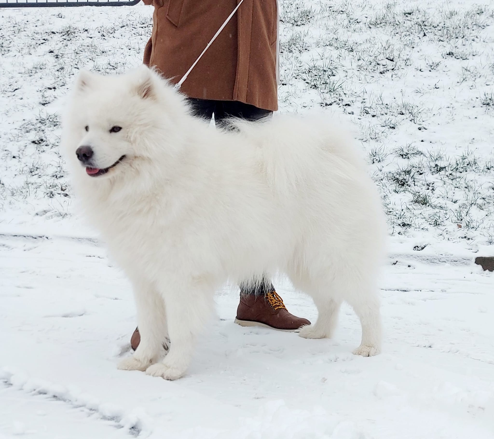 Reproduktor z naszej hodowli NOWYM CHAMPIONEM POLSKI !