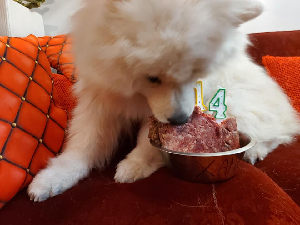 14 urodziny XAMBY !!!!