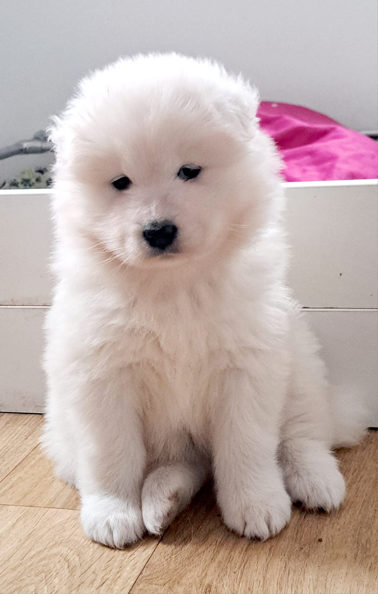 w listopadzie powitaliśmy na świecie córkę Margo i Winkyego 