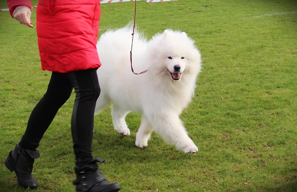 Xamba ponownie pokonuje duuużo młodszą konkurencję w ringu!