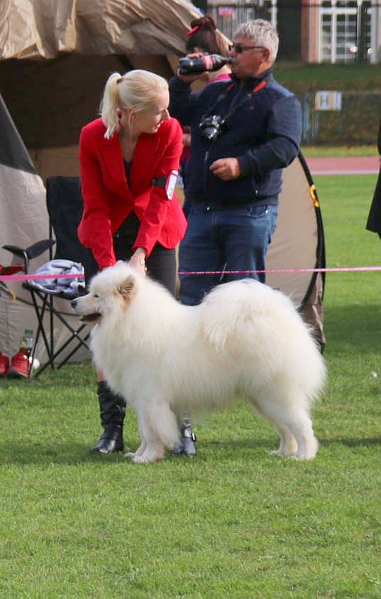 Mamy Najlepszego Reprduktora w rasie samoyed w Polsce! 