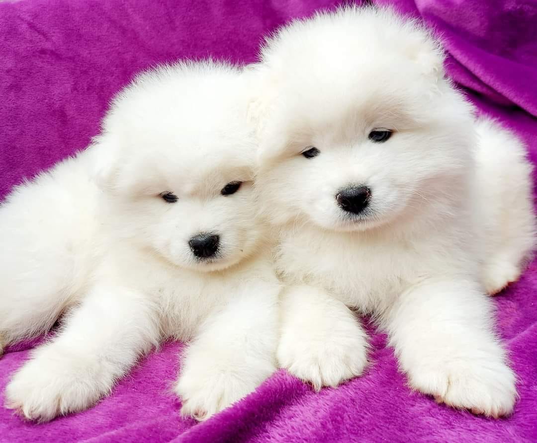 jeszcze raz o żywieniu samoyeda 