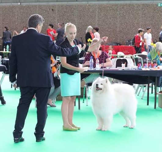 Światowa Wystawa Psów Rasowych w Amsterdamie (NL)