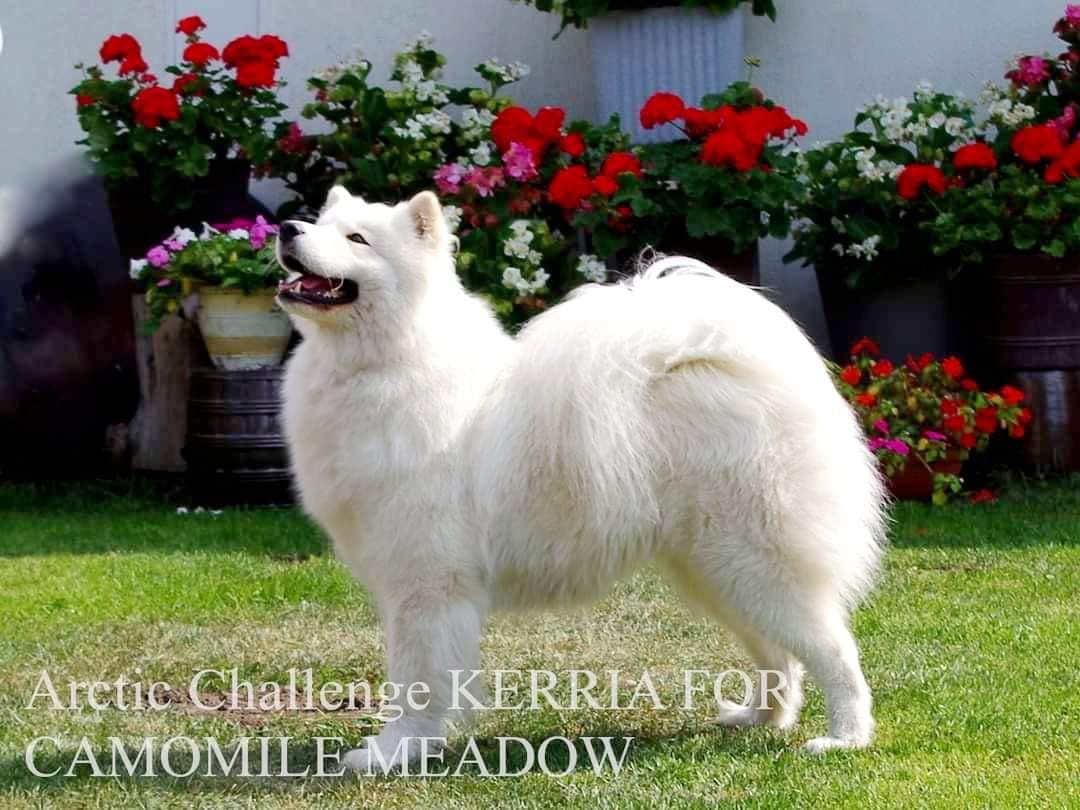 Nowy CHAMPION POLSKI - Arctic Challenge KERRIA FOR CAMOMILE MEADOW