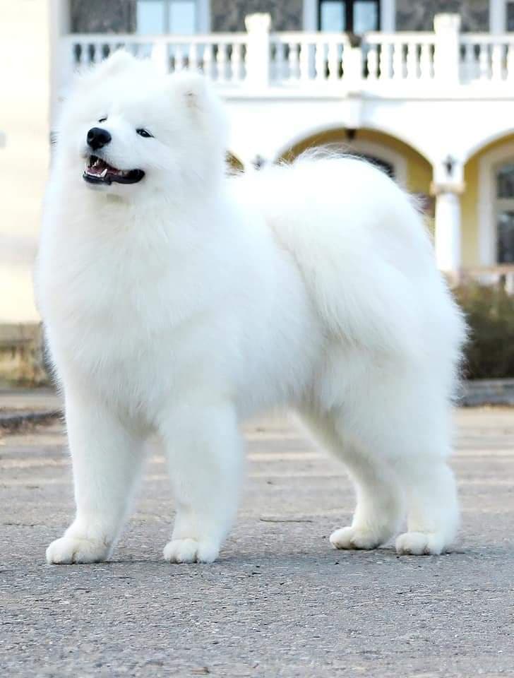 hodowla samoyed - hodowla psów rasy samoyed ZKwP / FCI