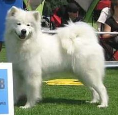 Wystawa Międzynarodowa w Cetnije w Czarnogórze