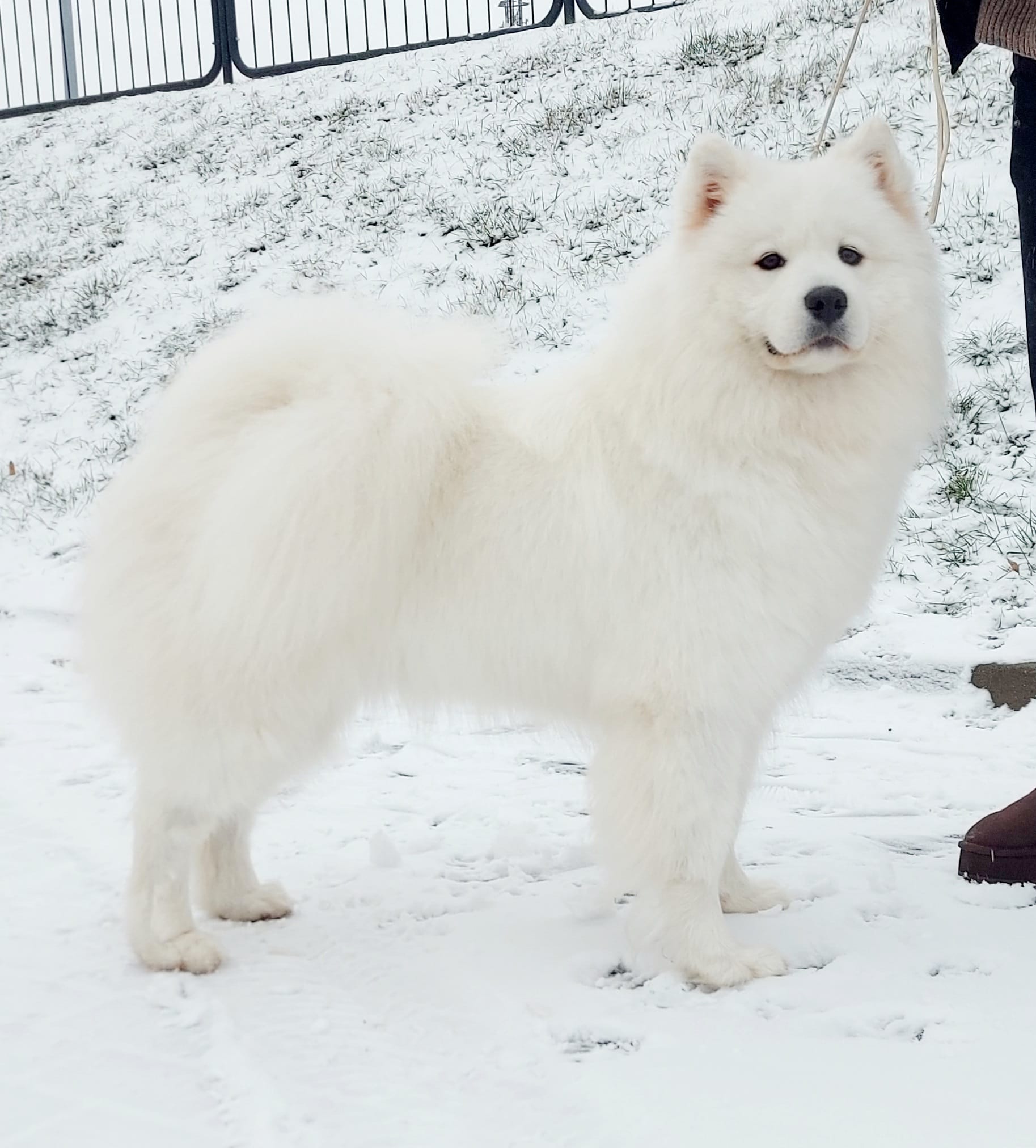 Arctic Challenge KIND OF MAGIC FOR ANGELI MOREM nowym Championem Polski !