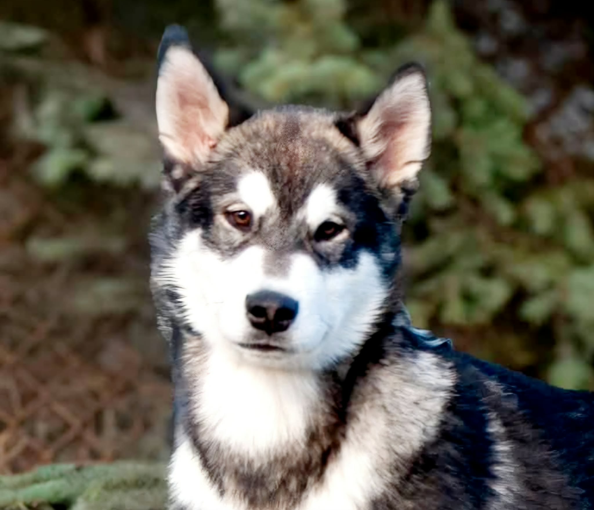 Witamy FERONA - Chłopak z Sycylii !