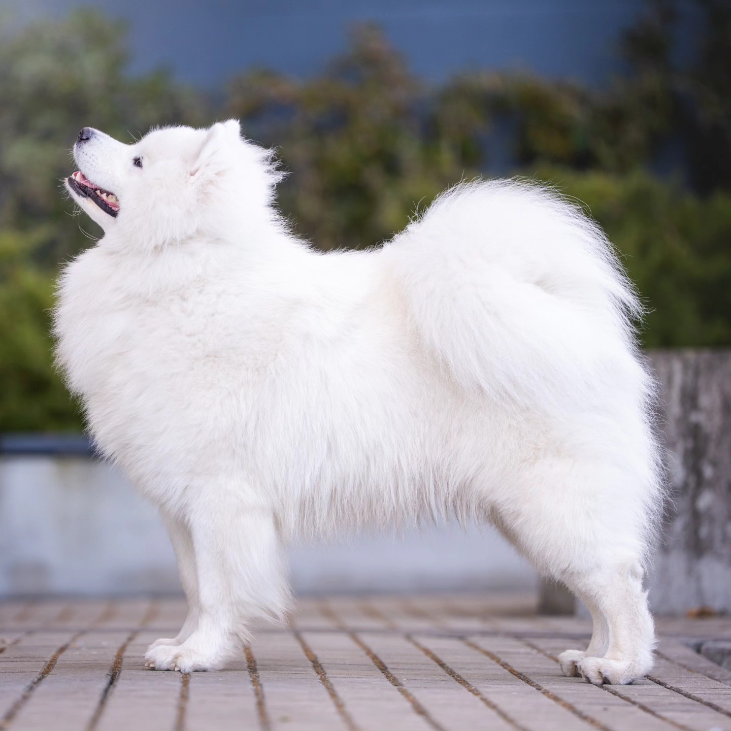 Gambit Młodzieżym Championem Polski 