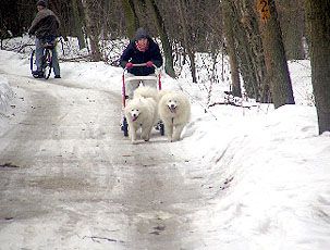 Wesołych Świąt i Szczęśliwego Nowego Roku !