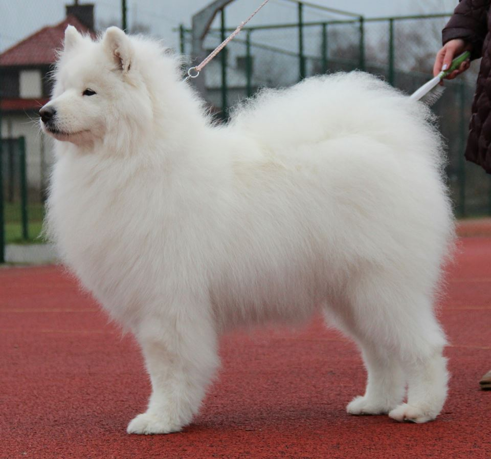 Krajowa Wystawa Psów Rasowych w Nowym Dworze Maz. (PL)