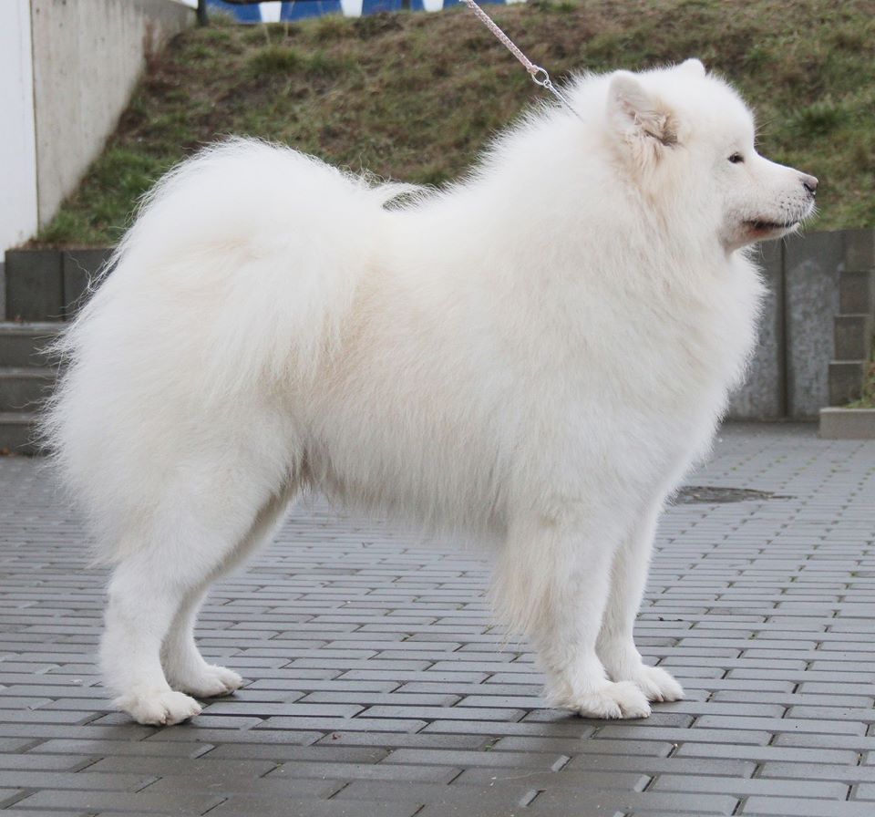 Hodowla Samoyed